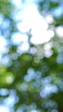Soft green tree leaves blurred backdrop with brilliant white sun flare leaking through foliage. Natural light leaks bokeh composition perfect for ecology concepts, summer seasonal promotions, and orga