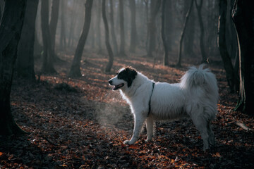 Obraz premium happy white dog playing in foggy forest in late autumn