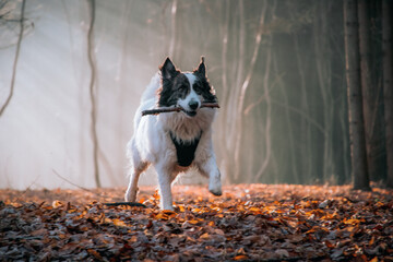 Obraz premium happy white dog playing in foggy forest in late autumn