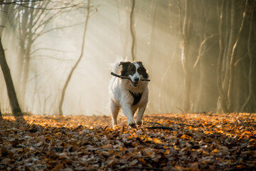 Obraz premium happy white dog playing in foggy forest in late autumn