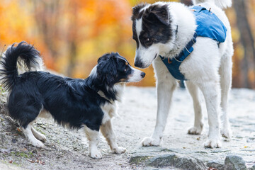 Obraz premium dogs playing outdoors in autumn forest