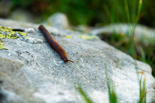 Brown slug crawling on a grey rock