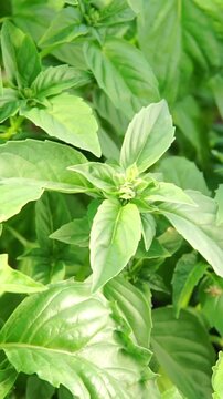 Macro close-up shot of lush vibrant green sweet basil leaves growing outdoors in sunlight.