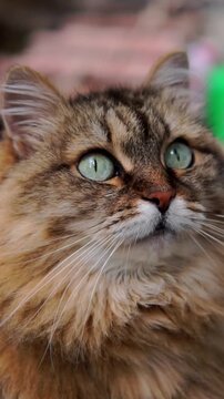 Vertical low angle close-up portrait of a longhair tabby cat with big green eyes looking up into the light.