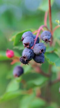 Vertical close-up shot of a ripe cluster of dark purple-blue saskatoon berries hanging on a stem in the forest.