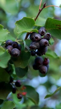 Vertical close-up shot of ripe dark saskatoon berries hanging among green leaves on a shrub branch in the garden.