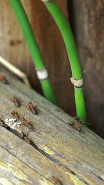 Vertical macro shot of red wood ants active on a wooden log with vibrant green stems in the soft background.