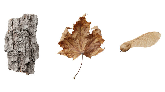 Birch bark and autumn leaves arranged as natural forest textures isolated on transparent background.