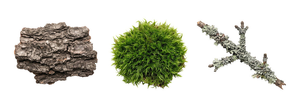 Natural bark and moss textures arranged in a row isolated on transparent background.