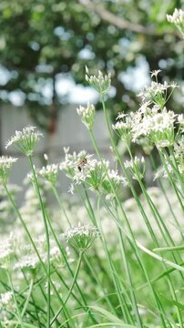 White allium flowers blossom quietly in outdoor meadow while tiny insects pollinate delicate heads. Vibrant green stems extend through bright sunny field offering peaceful botanical environment.