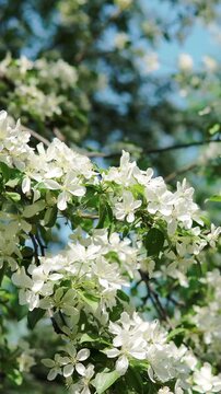 Blooming flowers cover delicate apple tree branch bathed in warm natural sunlight. White petals flutter lightly in mild breeze, offering serene botanical atmosphere full of lively spring energy.