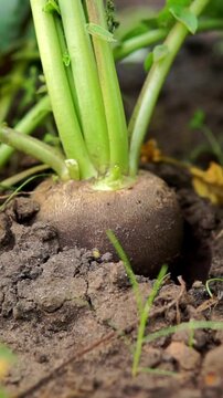 Low-angle close-up shows partially lifted tuber from crumbly moist soil, green shoots rising above while thin fibrous roots dangle.