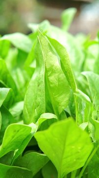 Selective focus view of young, tender spinach leaves reaching upward in an agricultural organic garden plot.
