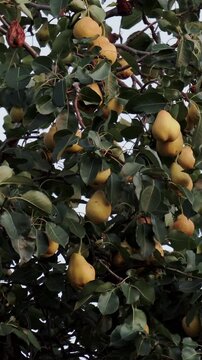 Ripe yellow pears hang on tree branches among lush foliage during daytime outdoors. Fruit tree displays abundance of sweet organic produce ready for harvest in calm peaceful agricultural garden.
