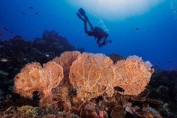 Silhouette of scuba diver swimming above large sea fan corals in deep blue ocean © Fahmi