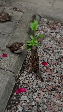 House sparrows with hungry fledgling on city pavement with fallen rose petals
