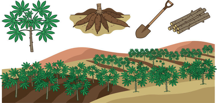 Cassava plantation vector illustration element set featuring tapioca plant root shovel and field