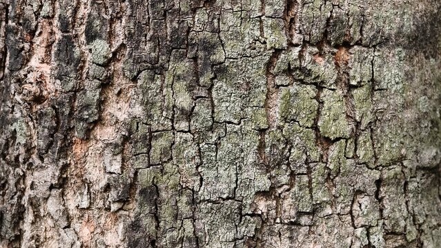 tree bark texture 