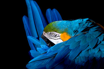 blue and yellow macaw © Ana Tramont