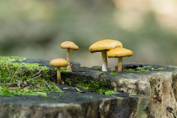 Małe brązowe grzyby rosnące na starym pniu drzewa w zielonym, naturalnym lesie, makrofotografia © Henryk Guziak