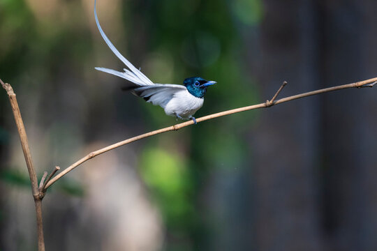 Blyth&rsquo;s Paradise Flycatcher (Terpsiphone affinis), white morph, is a  beautiful bird in the adult male. found natural  tropical  forest of Southeast Asia. Thailand