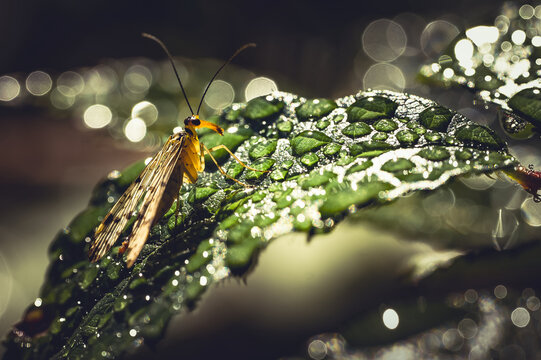 A tiny world in the morning dew drops