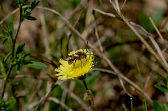 Syrphidae es el nombre cient&iacute;fico de la familia de insectos conocidos com&uacute;nmente como moscas cernidoras o moscas de las flores