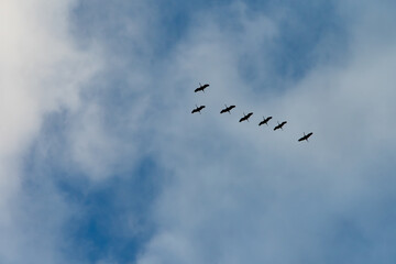 Obraz premium Seven cranes flying south during autumn migration, silhouetted against a blue sky with white clouds and ample copy space.