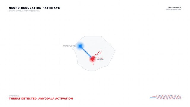 Neuroscience Medical Education Visualizing Amygdala Activation and Stress Response Pathways for Healthcare Professional Training