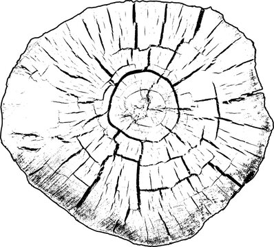 Circular wood slice with broad annual rings and irregular weathered edge