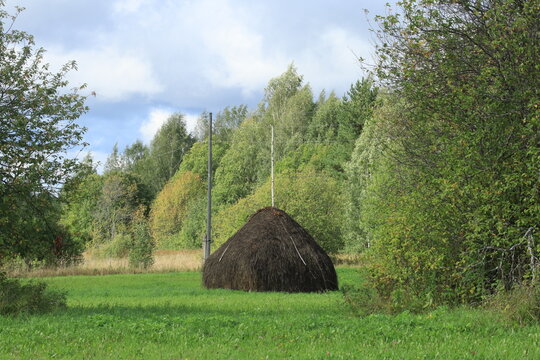A haystack in a green forest meadow on a sunny late-summer day.
