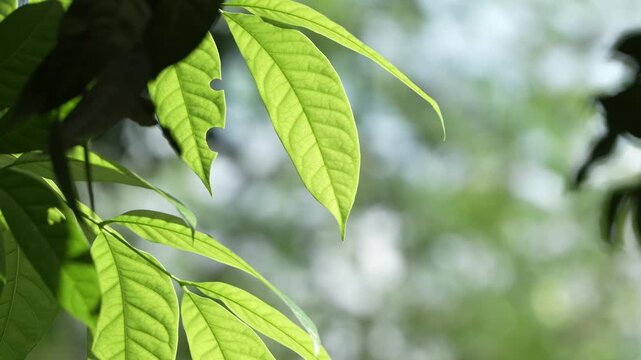 Wrightia religiosa Benth tree leaves wavering to gentle wind