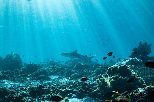 Requin de r&eacute;cif nageant dans les eaux bleues profondes de l'oc&eacute;an tropical