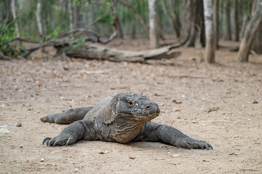 Portrait en gros plan d'un dragon de Komodo sauvage dans le parc national de Komodo en Indon&eacute;sie
