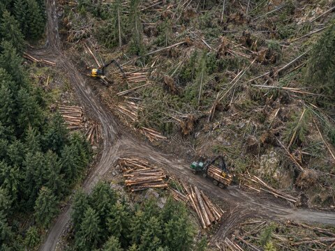 Aerial View of Active Forest Logging Site
