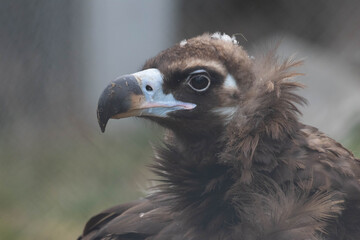 Close up a portrait of Cinereous Vulture © foreverhappy