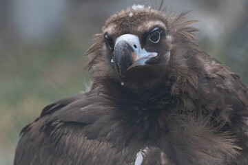 Close up a portrait of Cinereous Vulture © foreverhappy