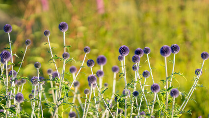 Echinops ritro, small globe thistle, a striking perennial with numerous spherical violet-blue flower heads on tall pale stems, rising above deeply divided green foliage in a sunny summer garden. © Kaja