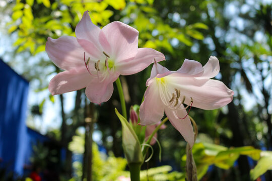Pink Amaryllis Flowers in Bloom