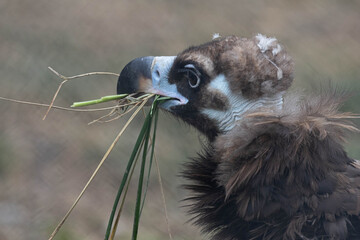 Close up a portrait of Cinereous Vulture © foreverhappy