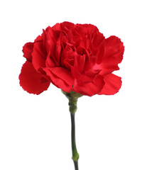 Fototapeta premium One beautiful red carnation flower isolated on white