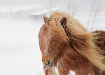 horse in snow © Anna