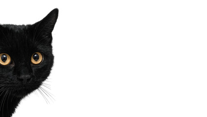 Black cat face with golden eyes peeking from the side, isolated on transparent background © yourstocki