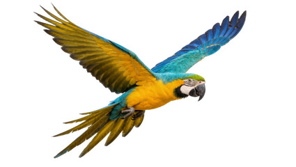 Blue and yellow macaw parrot in flight, isolated on transparent background © yourstocki
