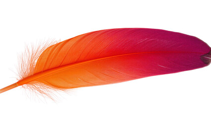Vibrant gradient feather with orange to magenta hues, isolated on transparent background © yourstocki