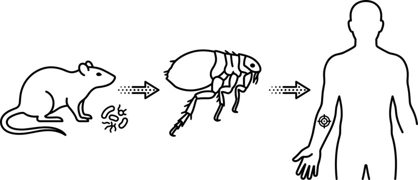 Bubonic Plague Transmission Vector Diagram Rat Host with Bacteria Parasitic Flea Vector and Human Infection Route Clipart Flat Vector Illustration Set