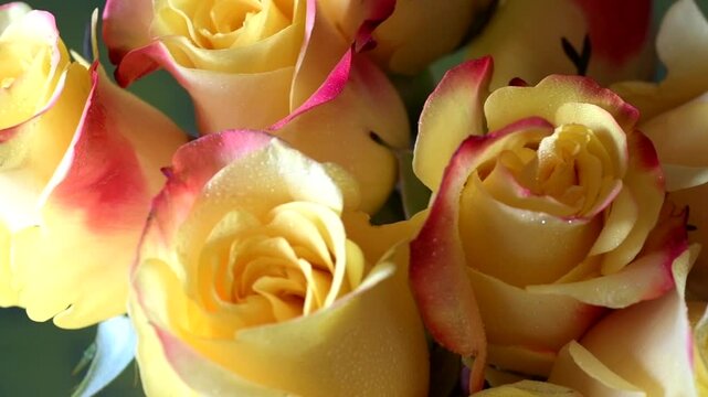 Layered roses create a floral background with droplets and contrasting colors in 4K video.
