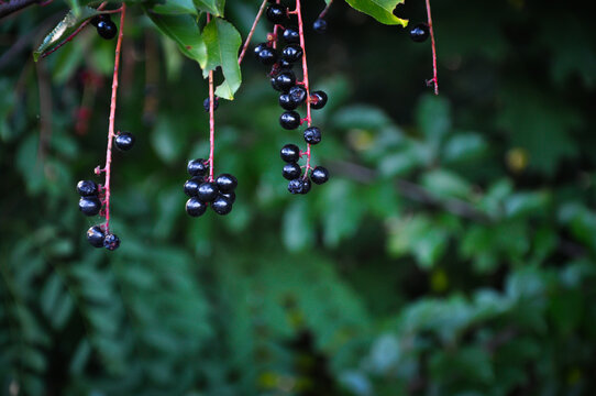 Close up of ripe black chokecherry berries hanging on branches in autumn garden