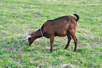 goat on the field is eating gras © Dmytro