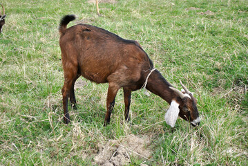 goat on the field © Dmytro